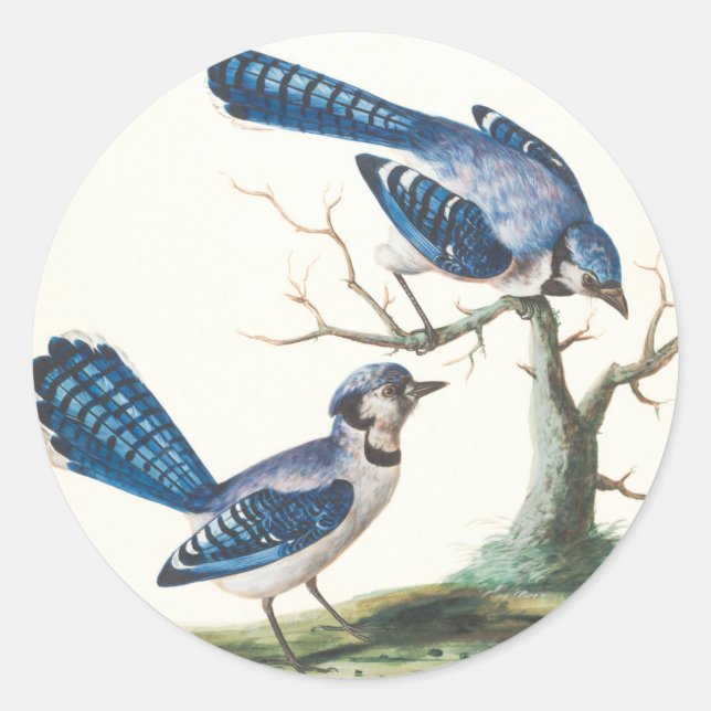 Sticker Rond Blue Jays sont de jolis oiseaux (Devant)