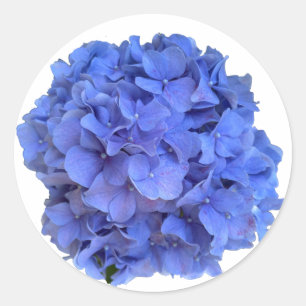 Sticker Rond Blue periwinkel élégantes hydrangées florales