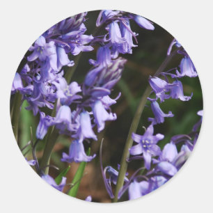 Sticker Rond Bluebells Fleurs Nature Floral Bleu Violet Fleur