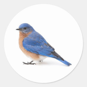 Sticker Rond Bluebird