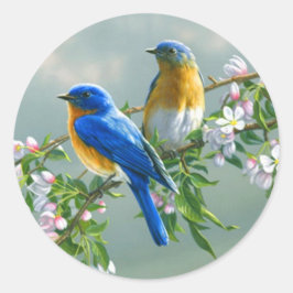 Sticker Rond Bluebird. Amérique de l'Est Bluebird Sialia sialia