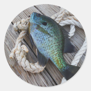 Sticker Rond bluegill sur quai