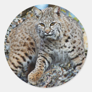 Sticker Rond Bobcat sur les rochers