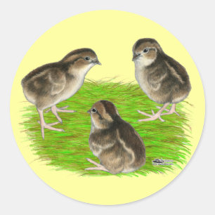 Sticker Rond Bobwhite Quail