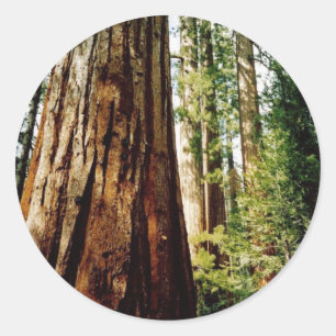 Sticker Rond Bois rouges - Yosemite