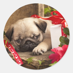 Sticker Rond Boîte à carlins et à cadeaux