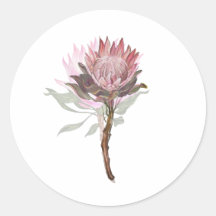 bonita flor protea