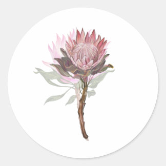 Sticker Rond bonita flor protea