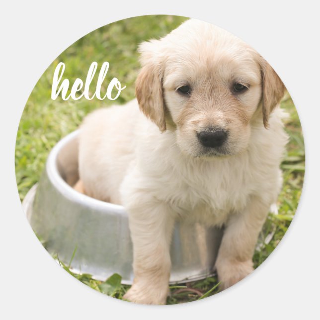 Sticker Rond Bonjour Golden Retriever Chien chiot (Devant)