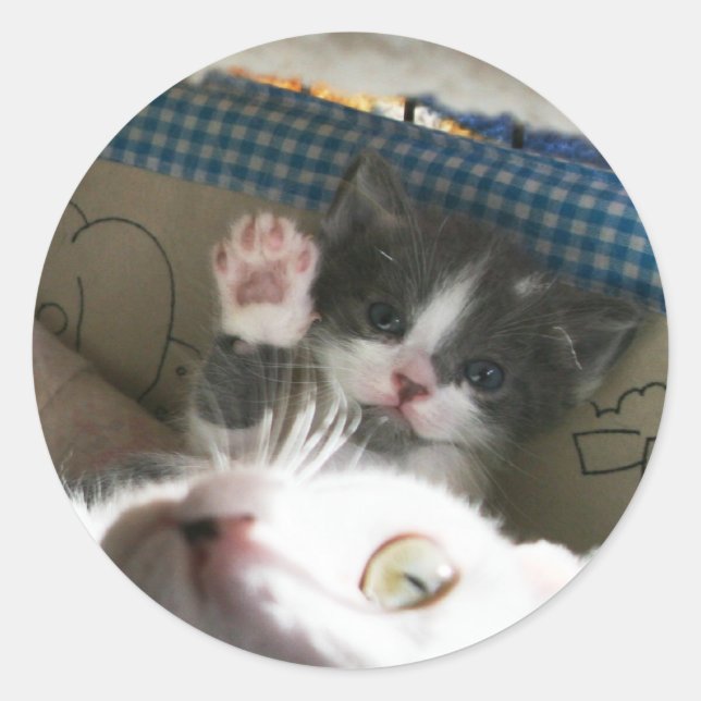 Sticker Rond Bonjour Kitten (Devant)