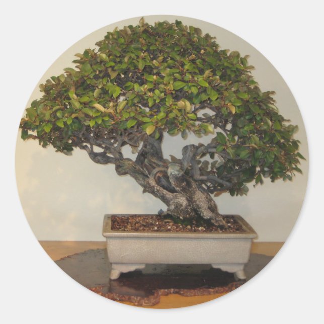 Sticker Rond Bonsai à National Arboretum, Washington D.C. (Devant)