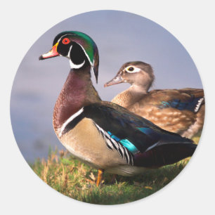 Sticker Rond Bord de lac, Canard branchu