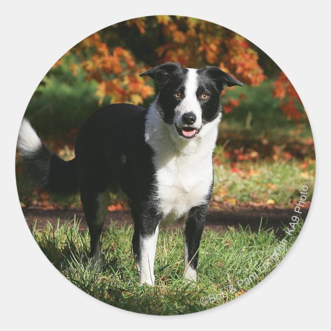Sticker Rond Bordure Collie Automne Debout (Devant)