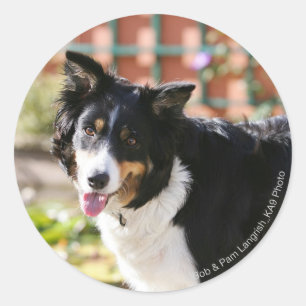 Sticker Rond Bordure Collie Panne 1