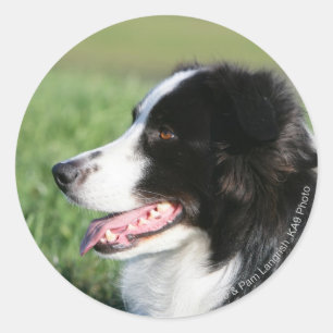 Sticker Rond Bordure Collie Puppy S'Éclatant