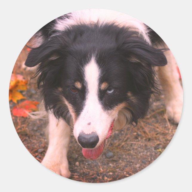 Sticker Rond Bordure Collie Stare Chien (Devant)