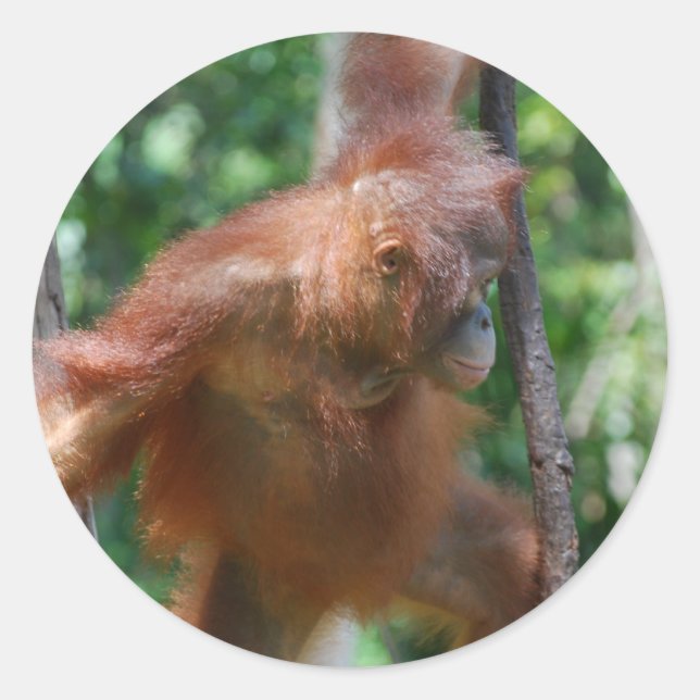 Sticker Rond Bornéo Grand Ape Orangutan (Devant)