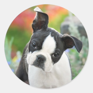 Sticker Rond Boston Terrier Dog Cute Puppy Animal Head Photo —