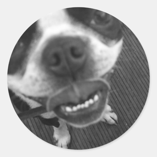 Sticker Rond Boston Terrier Lips (Devant)