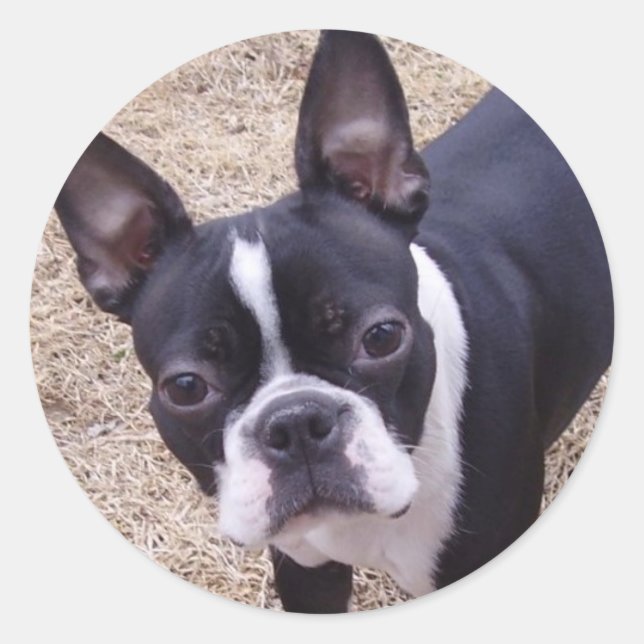 Sticker Rond bostonterrier (Devant)