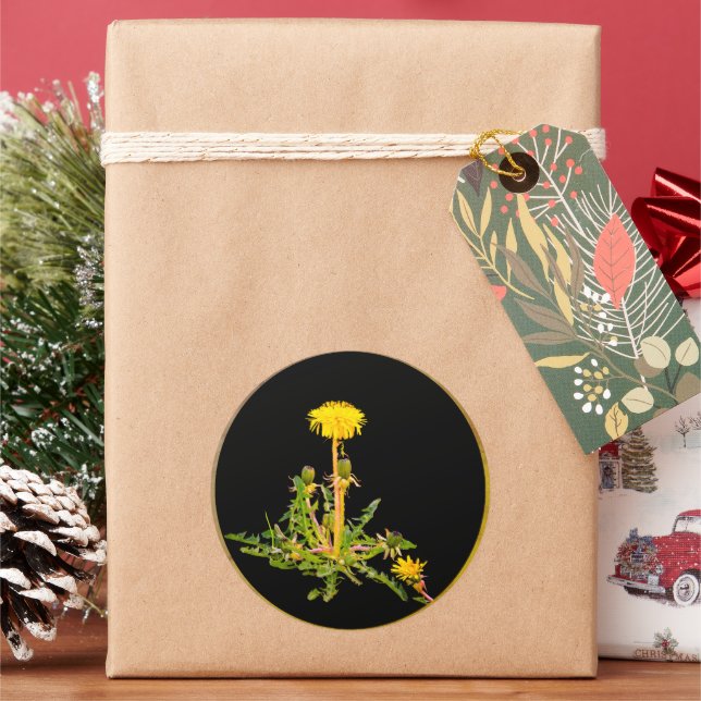 Sticker Rond Botanique en fleur de Dandelion (vacances)