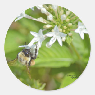 Sticker Rond Bourdon et fleurs