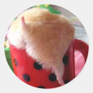 Sticker Rond Bout de hamster
