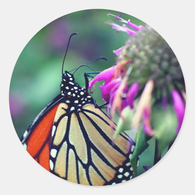 Sticker Rond Bouteille Monarque Spots de papillon Nature (Devant)