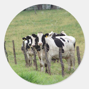 Sticker Rond Bovins laitiers