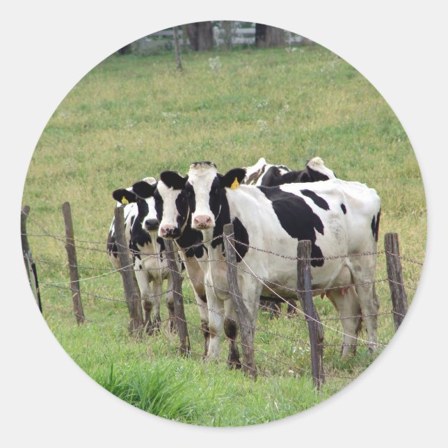 Sticker Rond Bovins laitiers (Devant)