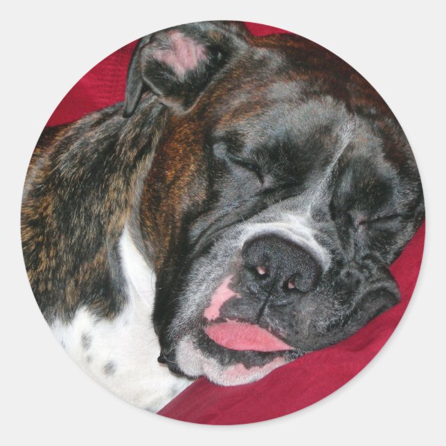 Sticker Rond Boxer américain (Devant)