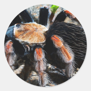 Sticker Rond Brachypelma boehmei