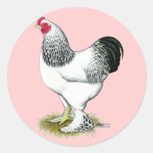 Sticker Rond Brahma : Coq clair