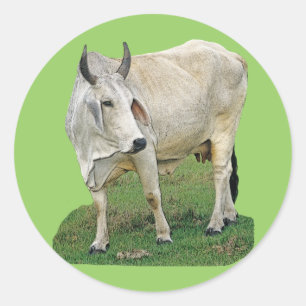 Sticker Rond Brahman Cow