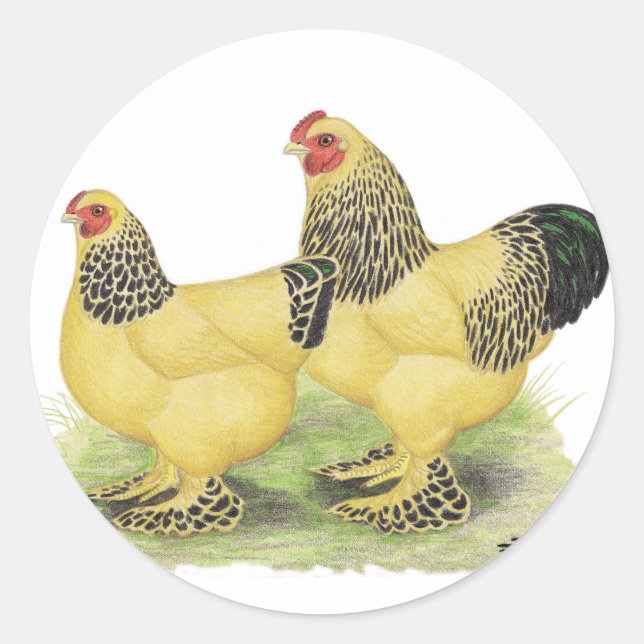Sticker Rond Brahmas : Buff Bantams (Devant)
