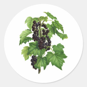 Sticker Rond Branche avec du Fruit à Currant Noir