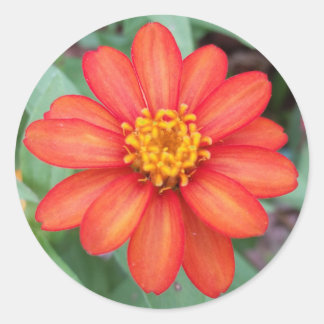 Sticker Rond Bright Orange Zinnia collant rond, scellant envelo