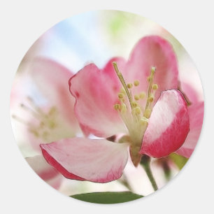 Sticker Rond Bright Spring Apple Blossings