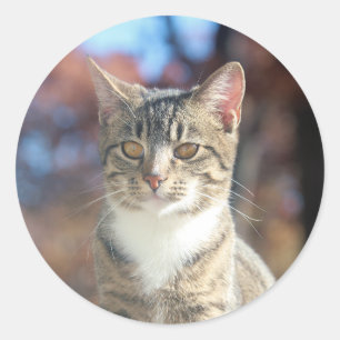 Sticker Rond Brin