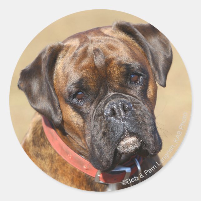 Sticker Rond Brindle Boxer Chien (Devant)