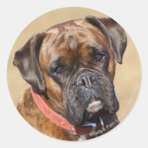 Sticker Rond Brindle Boxer Chien