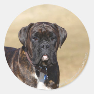 Sticker Rond Brindle Boxer Chien debout