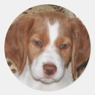 Sticker Rond Brittany Puppy
