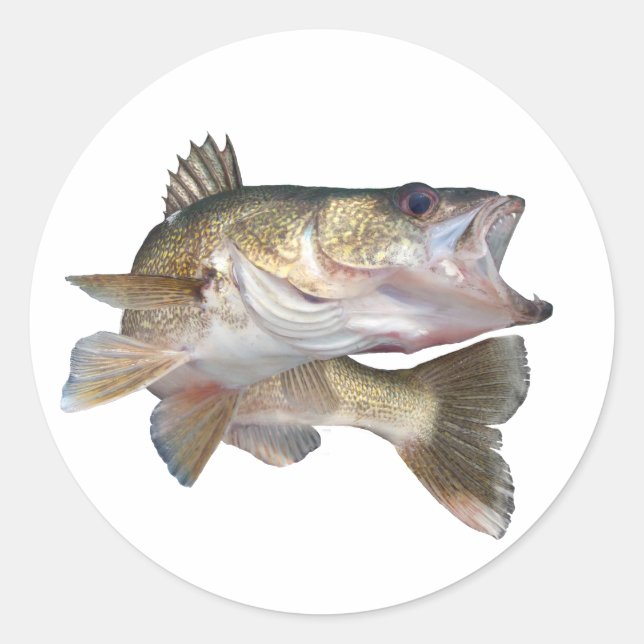 Sticker Rond Brochets vairons de pêche (Devant)