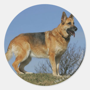Sticker Rond Brown Long Haired Berger allemand 2