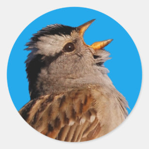 Sticker Rond Bruant à tête blanche chante au soleil