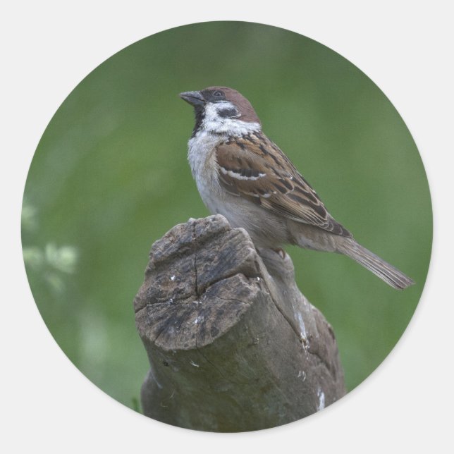 Sticker Rond Bruant d'arbre eurasien (Devant)