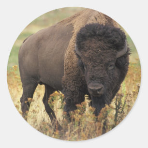 Sticker Rond Buffalo