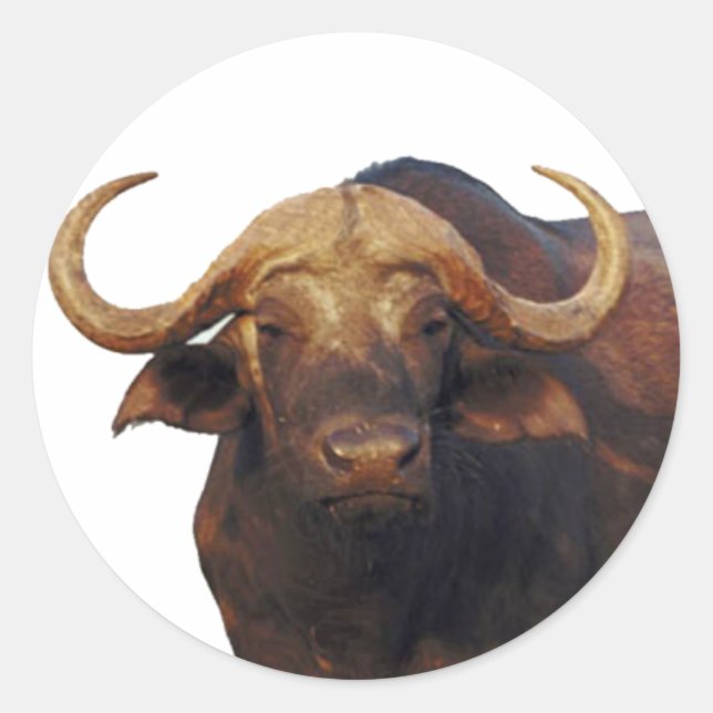 Sticker Rond Buffle d'eau africain (Devant)