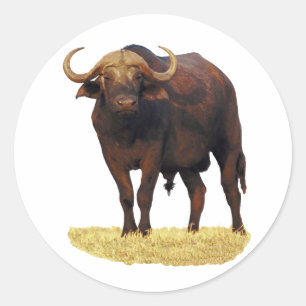 Sticker Rond Buffle d'eau africain